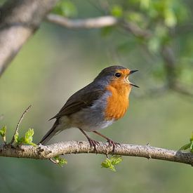 Rotkehlchen singt laut sein Frühlingslied ! von Jelle Mijnster