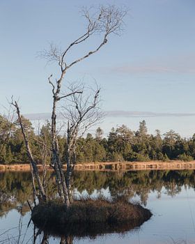 Silence at Wildsee