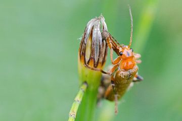 scarabée soldat sur un bourgeon de fleur