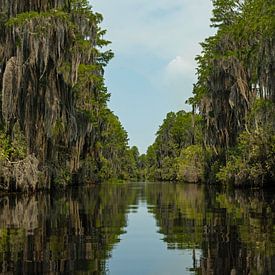 Landschap in het Okefenokee moeras in Florida van Alexander Ließ