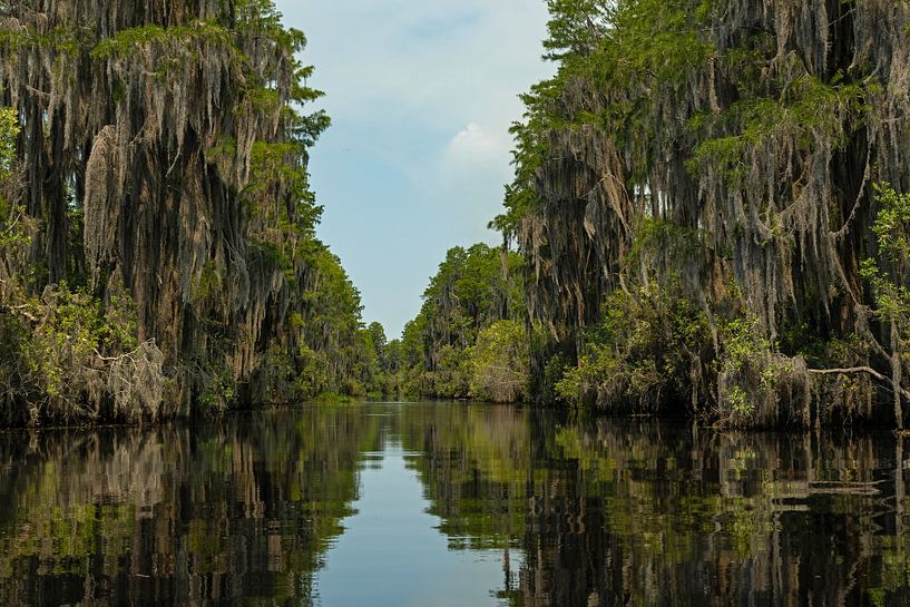 Paysage du marais d'Okefenokee en Floride par Alexander Ließ