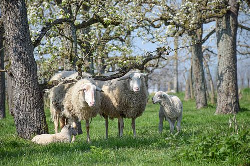 Lente in de boomgaard