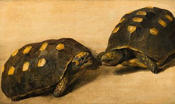 Studie van twee Braziliaanse schildpadden, Albert Eckhout