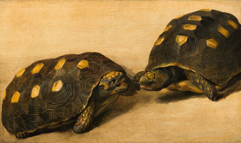 Studie von zwei brasilianischen Schildkröten, Albert Eckhout von Meisterhafte Meister