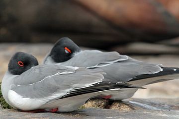 zwaluw staart meeuwen op Galapagos van Marieke Funke