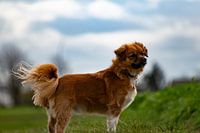 Posing dog in landscape