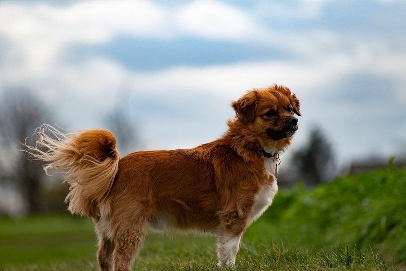 Hund in der Landschaft posieren von Wesley Hendriks