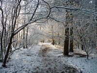 Besneeuwd bospad