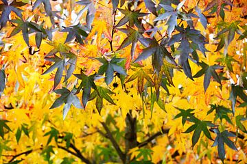 Boom met herfstbladeren van Peter de Kievith Fotografie