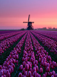 Purple Splendour at Sunset by Egon Zitter