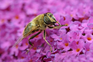 bee in purple by Antwan Janssen