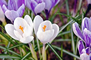 Leuchtende Krokusse im sonnigen Frühjahrslicht 