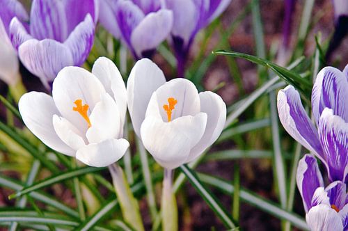 Bright crocuses in the sunny spring light  by Silva Wischeropp