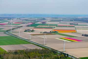 Aerial view of wind turbines in Flevoland standing in between tulip fl