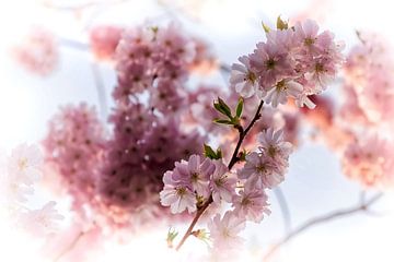 Filigree cherry blossoms in spring colors by marlika art