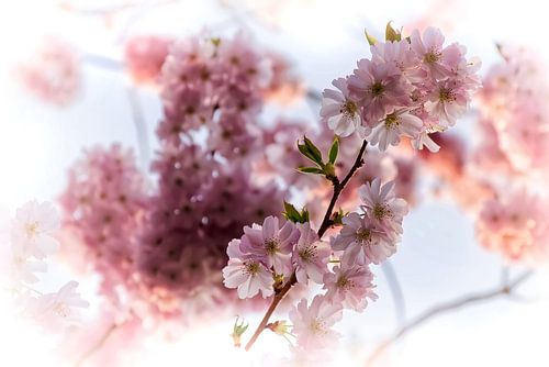Filigrane Kirschblüten in Frühlingsfarben