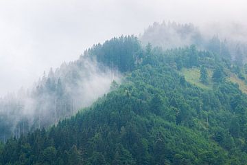 Forêt dans le brouillard sur Martin Wasilewski