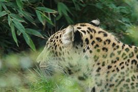 phanter by henry schippers