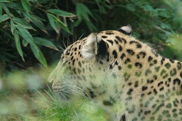 phanter sur henry schippers