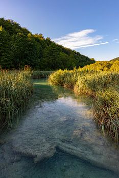 Riviertje door het riet in de ochtend