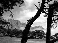 Pijnbomen op Corsica