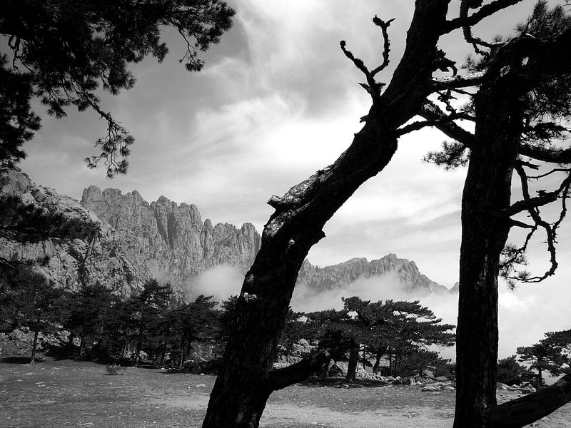 Pine trees in Corsica by M. van Oostrum