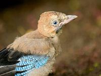 jay