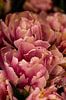 dubbelbloemige roze tulp in de keukenhof van Margriet Hulsker thumbnail