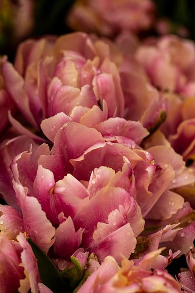 dubbelbloemige roze tulp in de keukenhof van Margriet Hulsker