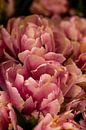 doppelblütige rosa Tulpe im Küchengarten von Margriet Hulsker Miniaturansicht