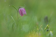 Snake’s head by Hillebrand Breuker thumbnail
