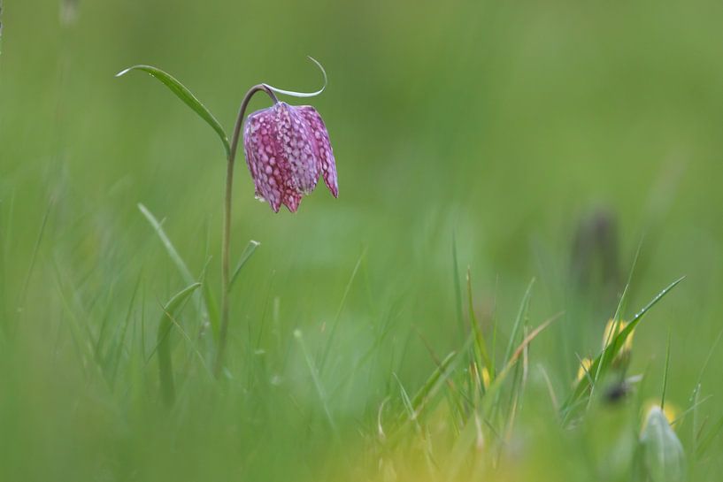 Snake’s head by Hillebrand Breuker