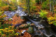Schnell fließendes Wasser im Herbstwald von Karla Leeftink Miniaturansicht