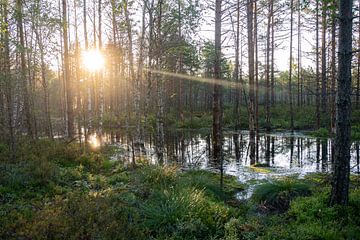 Moeras in Estland, Viru bog, Veen bij zonsopkomst, reflecties van zon in water van John Ozguc