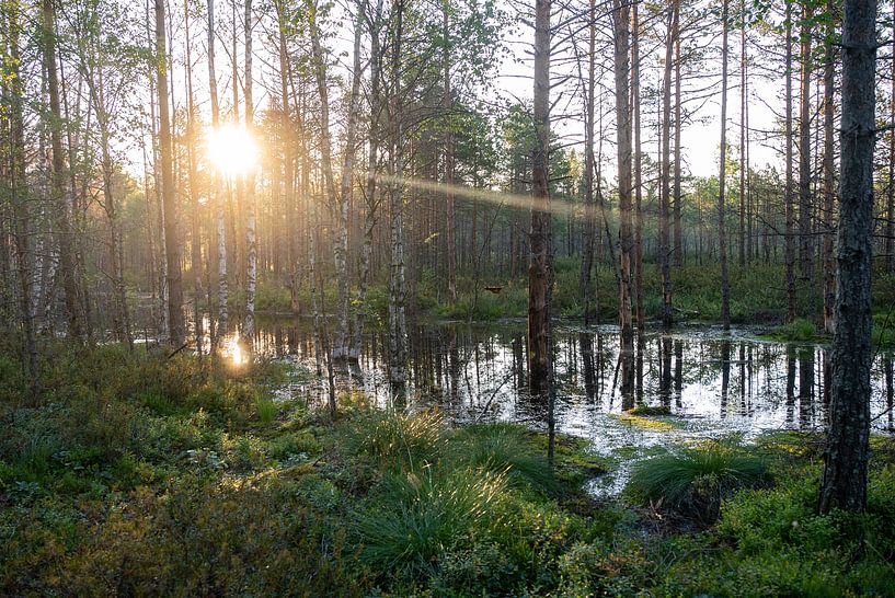 Moeras in Estland, Viru bog, Veen bij zonsopkomst, reflecties van zon in water van John Ozguc