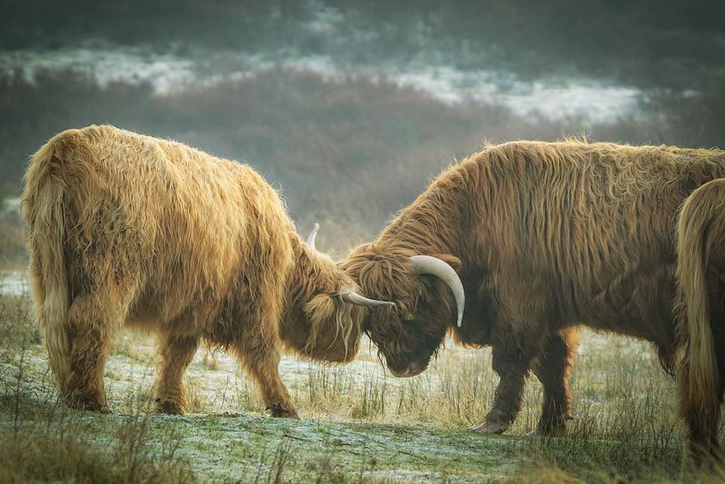 Scottish Highlanders by Dirk van Egmond