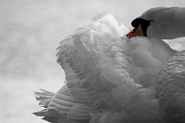 Zwaan von Yvonne Steenbergen