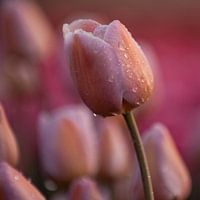 Pastel colour tulip, square format