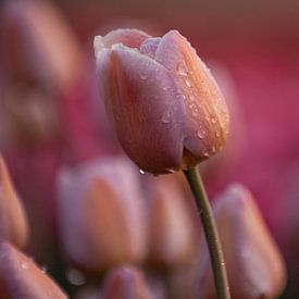 Pastel colour tulip, square format by patricia petrick