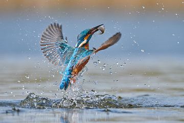 IJsvogel - In een flits