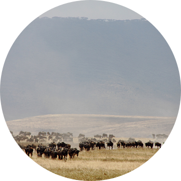 Een kudde wildebeast in de Ngorongoro krater, Tanzania van Marvelli