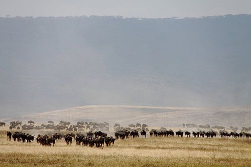 A herd of wildebeest in the Ngorongoro Crater, Tanzania