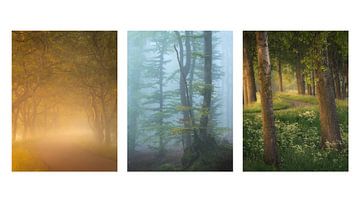 Collage van 3 mooie bosfoto's van Jos Pannekoek