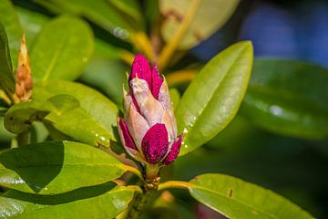 Blüte im Knospe (Rhododendron)