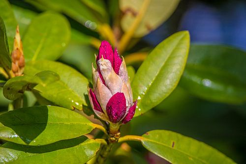 Flower in the bud (Rhododendron)