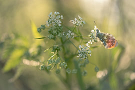 Uitgelicht Oranjetipje op fluitendkruid van Moetwil en van Dijk - Fotografie landschappen - natuur