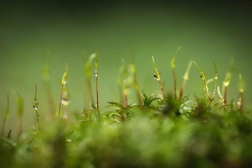 Gouttes de pluie dans la mousse