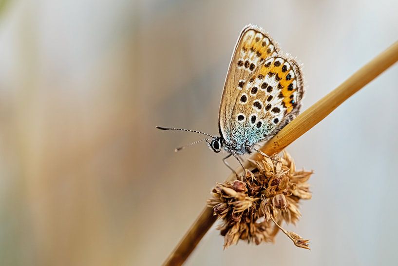Heather blue (v) in nice soft setting by Roosmarijn Bruijns