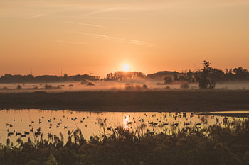 Zonsopgang met zicht op eenden in water in Natuurreservaat Bourgoyen -