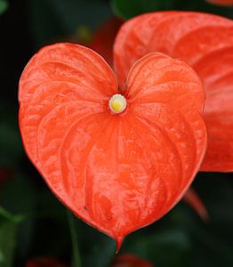 Fleur de flamant rose